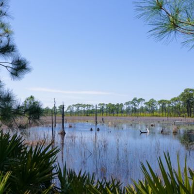 Swamp in Bon Secour National Wildlife Refuge
