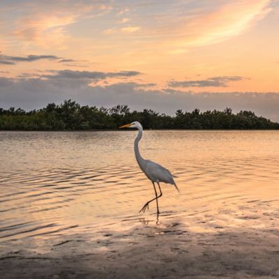 White egret in the water during sunset at Gulf State Park