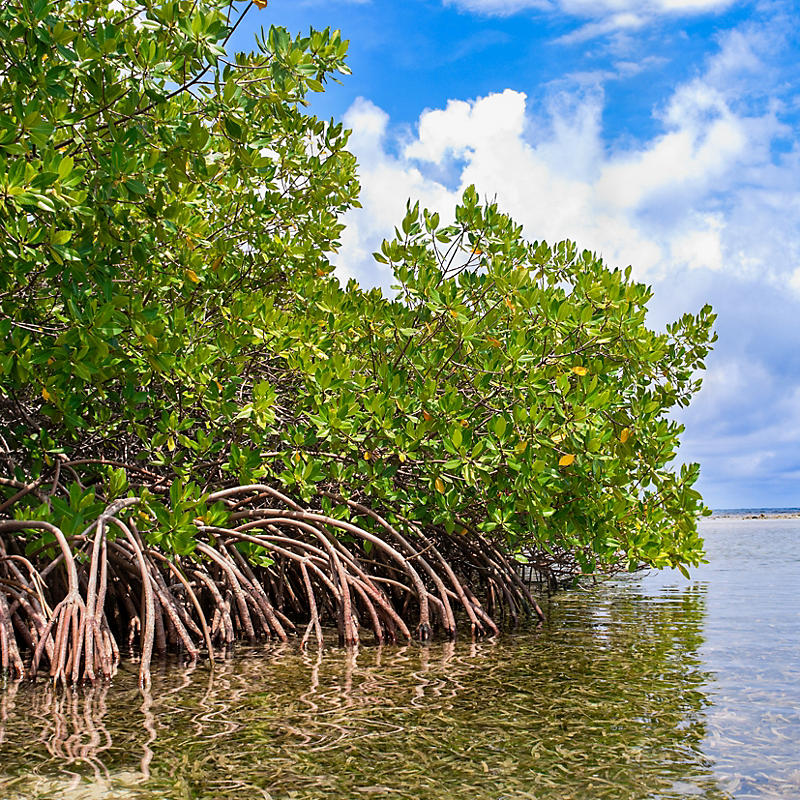 Florida Mangrove Forest and Shallow Waters