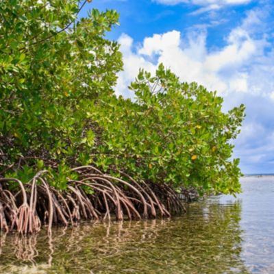 Florida Mangrove Forest and Shallow Waters