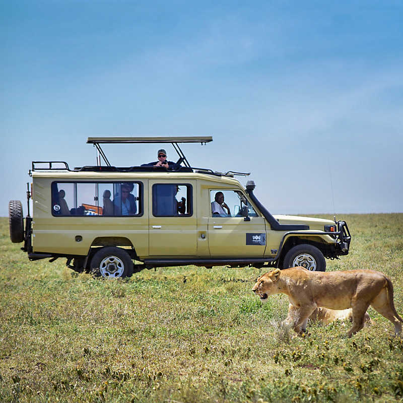 Tour vehicle while viewing a wild lion