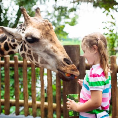 Girl feeding giraffe at Lowry Park Zoo