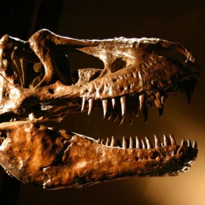 T-Rex dinosaur skull sharp teeth at Museum of the Rockies