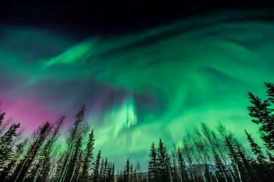 alaska fairbanks purple green aurora borealis over tree line
