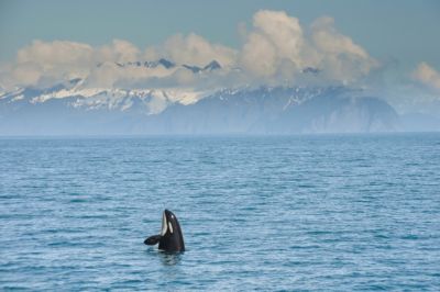 alaska kenai fjord orca whale jumping resurrection bay