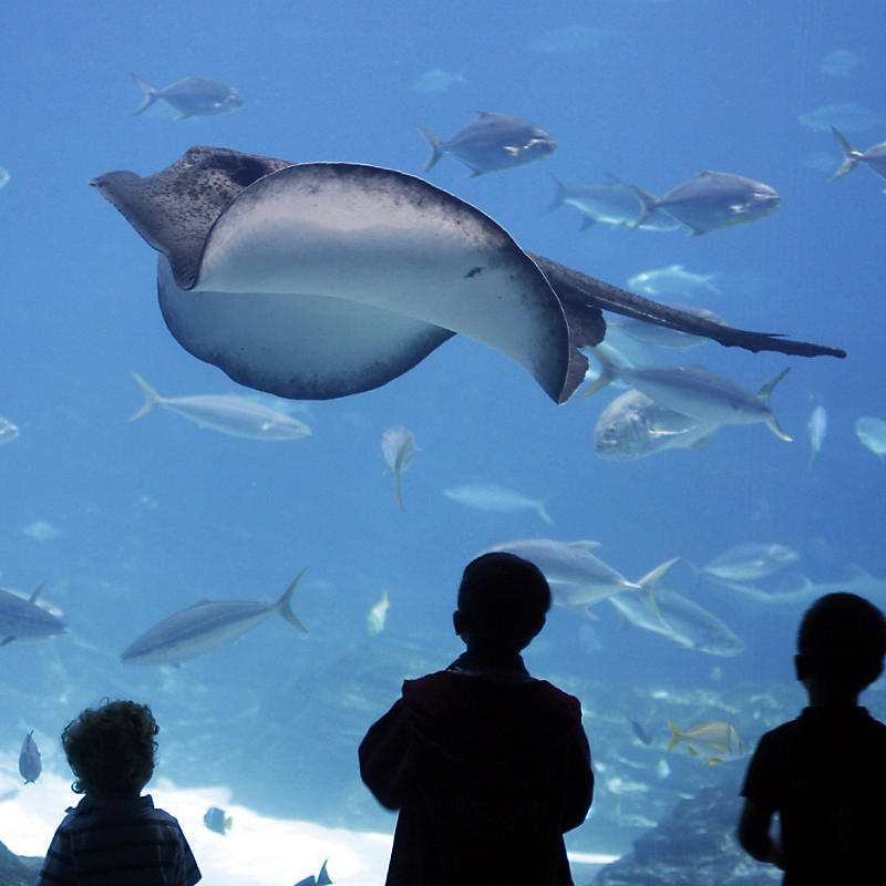 Kids watching aquarium life at The Florida Aquarium