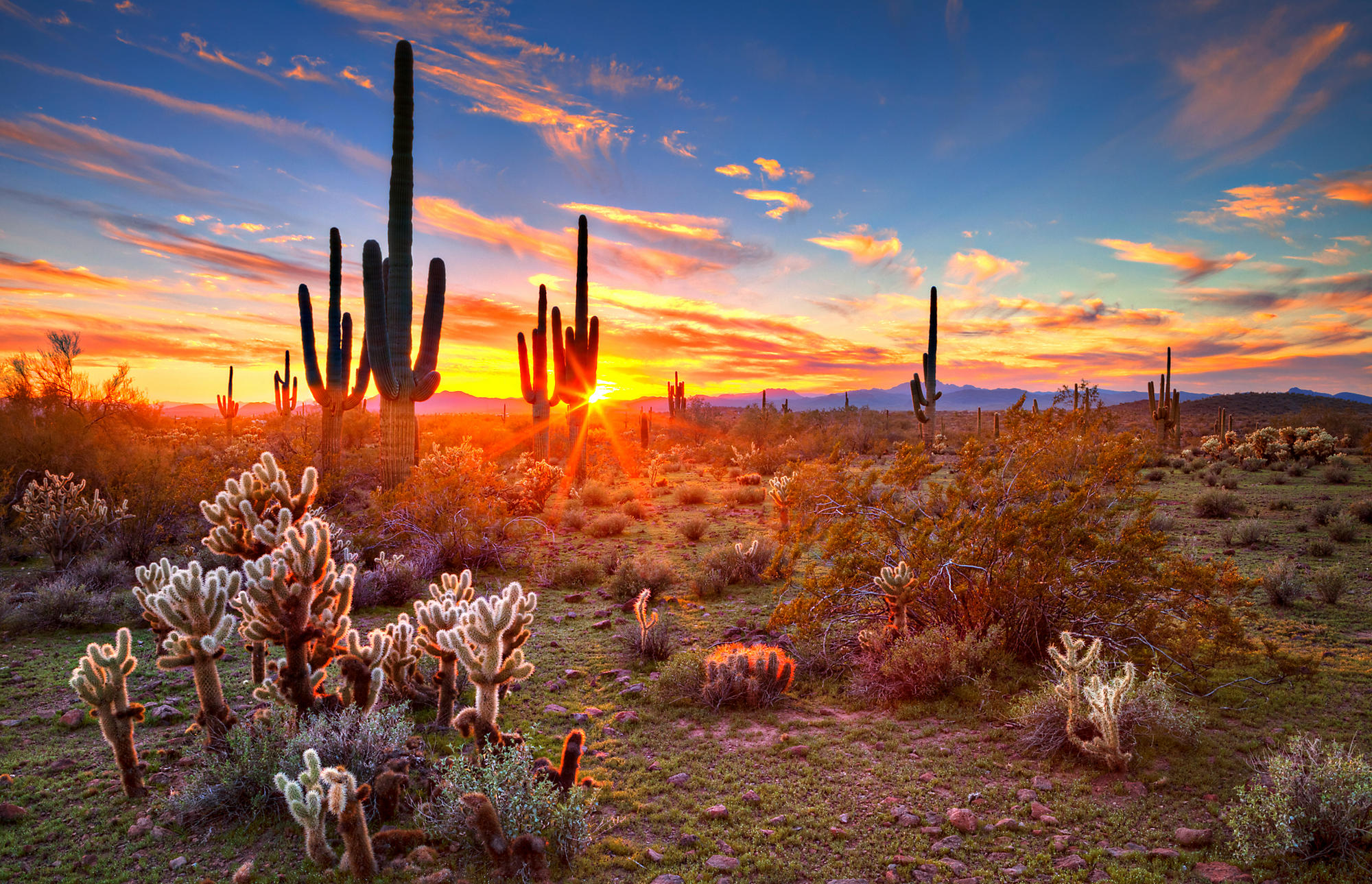 Arizona Sunset at the Sonoran Desert view of Cactus