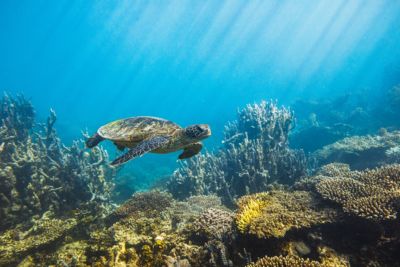 australia sea turtle swimming along great barrier reef morning