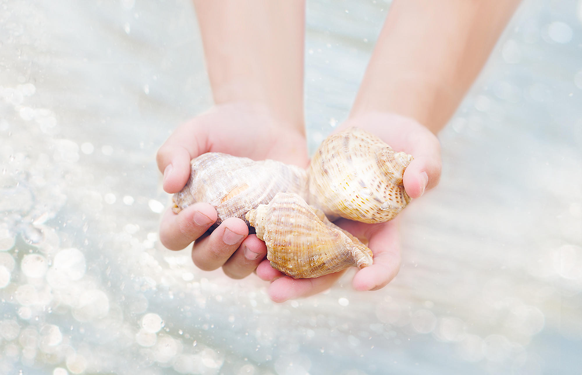 Child holding shells in their hands
