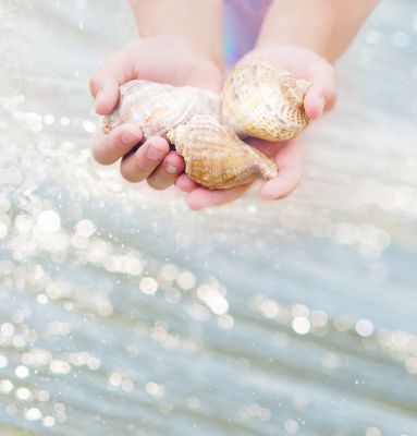 Child holding shells in their hands