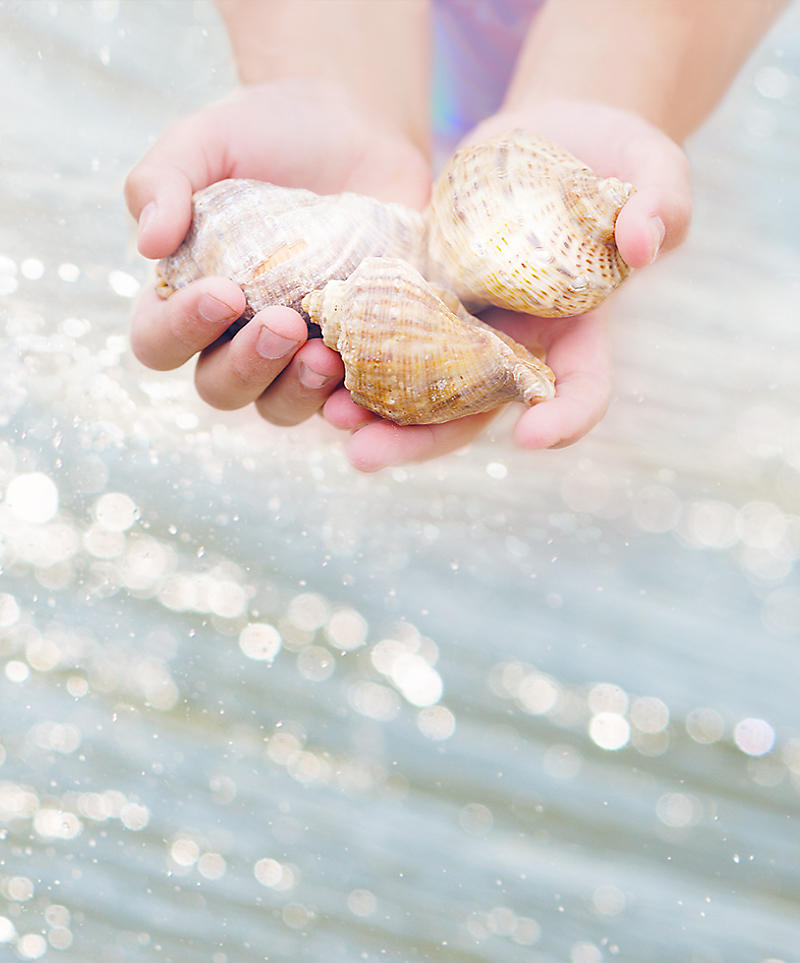Child holding shells in their hands