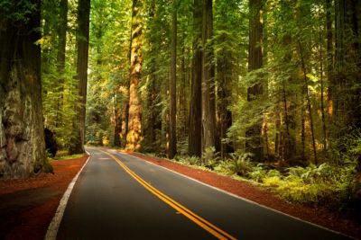 california road through humboldt redwoods state park huge trees