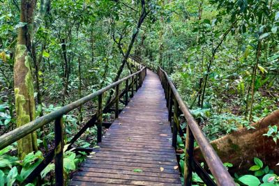 costa rica manuel antonio national park elevated walkway rainforest trail