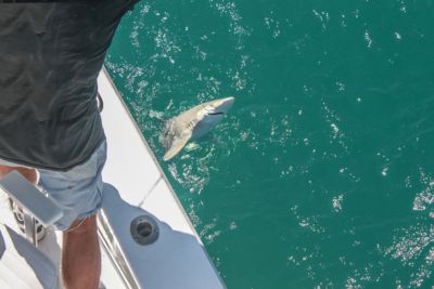 fisherman standing on boat pulls small shark out of water
