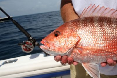 fishing red snapper