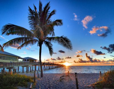 florida dania beach pier sunrise with palm tree 