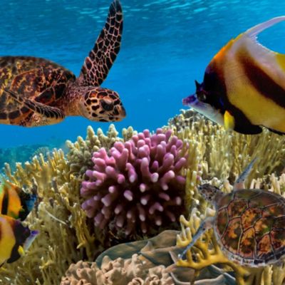 coral reef at Miami Seaquarium