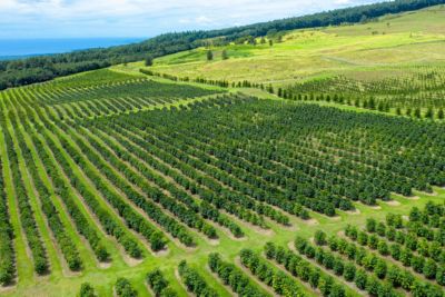 hawaii big lsland kona coffee plantation aerial view