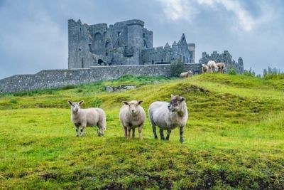 ireland sheep at rock of cashel