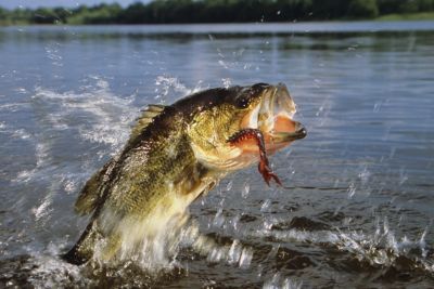 largemouth bass with crayfish
