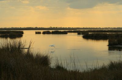 louisiana marsh with low flying dragonfly dusk