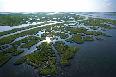 louisiana swamp aerial view