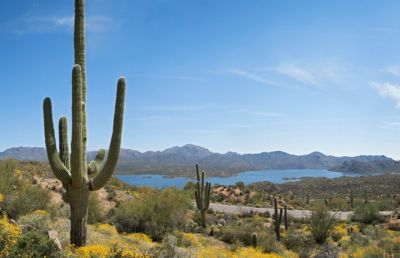peoria arizona desert cactus