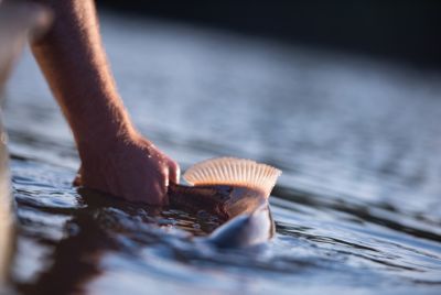redfish being released back into water