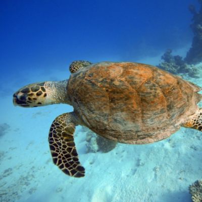 Sea turtle in aquarium at Atlantic City Aquarium