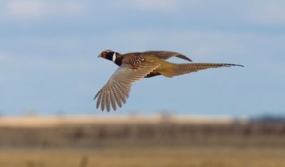 south dakota flying rooster pheasant over the prairie