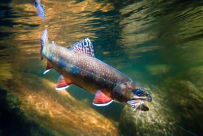 southern appalachian brook trout underwater