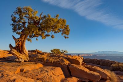 utah dead horse point state park lonely tree