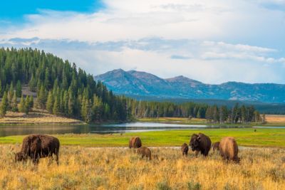 Yellowstone National Park, Buffalos grazing in Hayden Valley